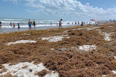 sargassum
