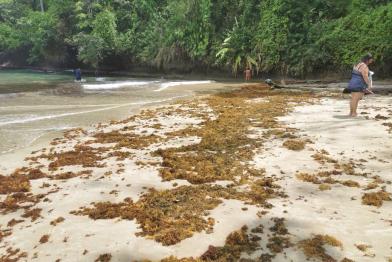 sargassum