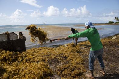 sargassum