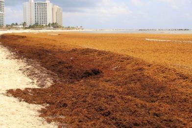 sargassum